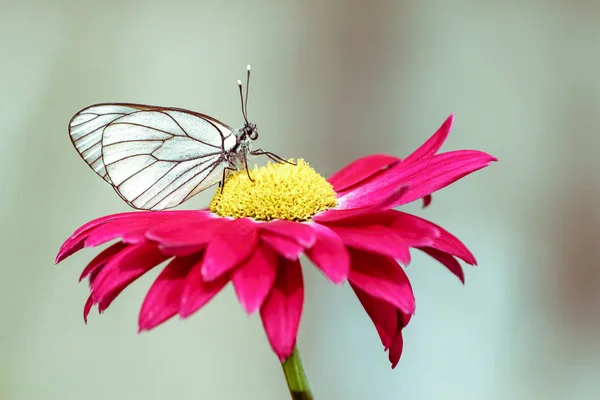 Крупный План Одной Белой Бабочки Красном Цветке Летний День Улице — стоковое фото