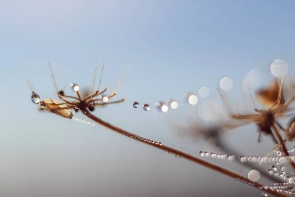 Närbild Abstrakta Tappar Ett Spindelnät Med Variabelt Fokus Och Suddig — Stockfoto