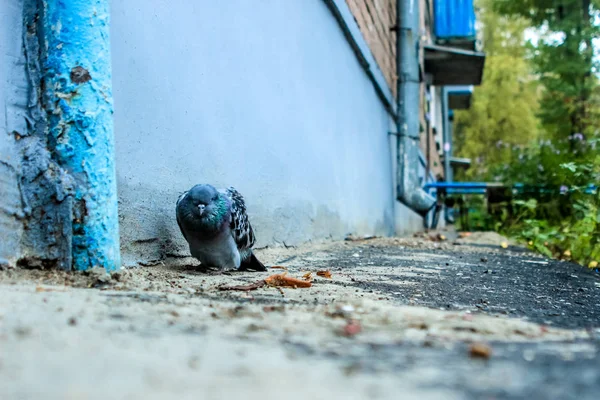 Närbild Ledsen Och Sjuk Pigeon Dör Staden Gården Med Depression Stockbild