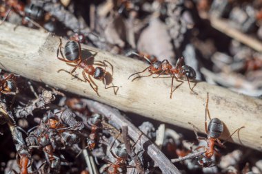 Karıncalar komik grup portre çalışma gününde parlak güneşli bir günde onların yaşam ve bir takım ilişkiler kapatın. yumuşak odak ve kopya alanı