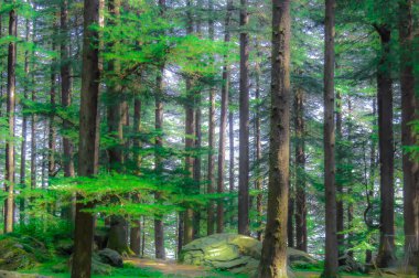 Sabah ışık aydınlatıcı ağaç dalları doğa yeşil ahşap arka plan kavramı günbatımı güneş ışınları önce tarafından altın güneş ışığı yaktı yeşil yaprakları ağaçlık orman ağaçları ile orman ağacı girme