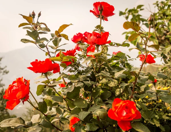 Red Rose Isolated Background — Stock Photo, Image