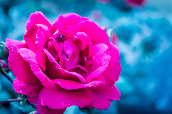 Red Rose Isolated Background — Stock Photo, Image