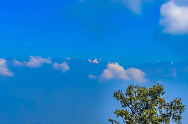 Der Zweig Der Bäume Auf Dem Blauen Himmel Blickwinkel Von — Stockfoto