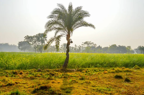 This is a photograph of dates tree and dates pot (used for juice storage) captured from an agricultural field near Kolkata india. The image taken at daytime on a sunny day. The Subject of the image is to show a dates cultivation and dates storage pro