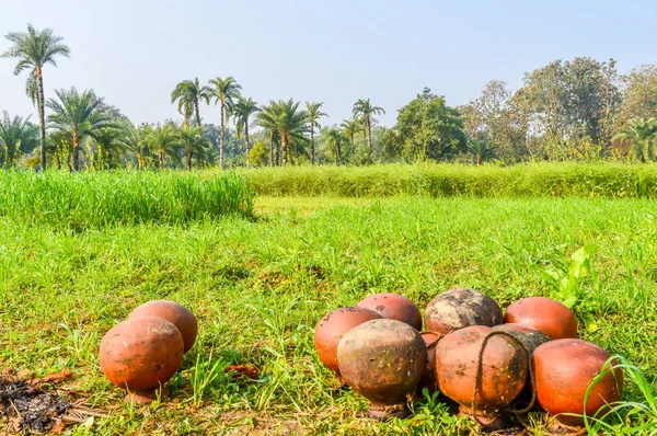 This is a photograph of dates tree and dates pot (used for juice storage) captured from an agricultural field near Kolkata india. The image taken at daytime on a sunny day. The Subject of the image is to show a dates cultivation and dates storage pro