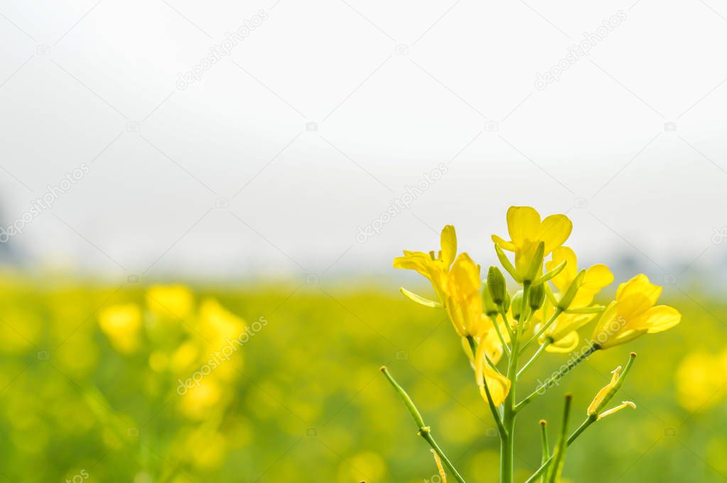 This is a photograph rapeseed flowers close up isolated on blurred background and its gorgeous petals captured from a Sunny field of rape flower garden. The image taken at dusk, at dawn, at daytime on a cloudy day. The Subject of the image is inspira