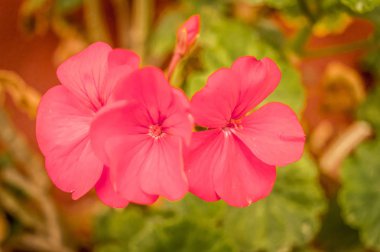 Kırmızı çiçek ve tomurcukların dalları