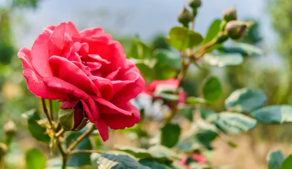 Astratto Rosa Rosa Fiore Suoi Boccioli Foglie Sono Sullo Sfondo — Foto Stock
