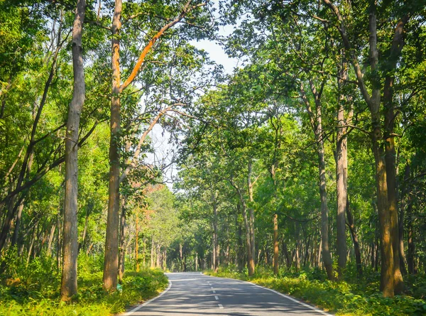 Den Asfalterade Vägen Som Skär Genom Skogen Färska Gröna Träd — Stockfoto