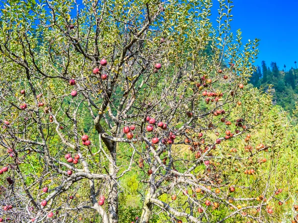 Maçãs Vermelhas Ramo Árvore Maçãs Orgânicas Maduras Jardim Verão Tiro — Fotografia de Stock