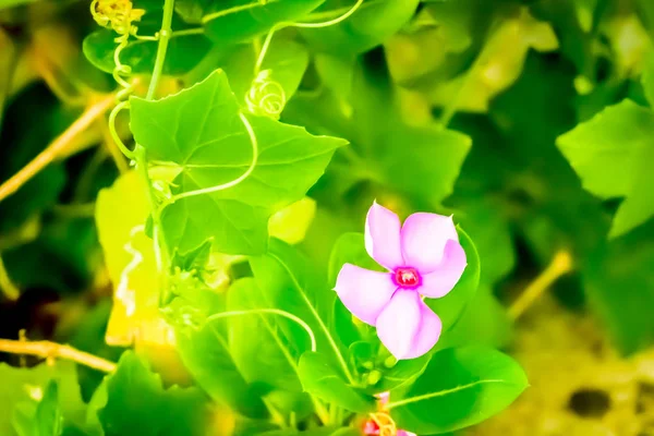 Zdjęcie Zrobione Sunny Garden Kwiat Kwiat Obraz Jest Inspiracją Ekscytujący — Zdjęcie stockowe