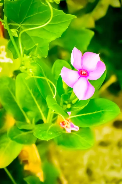 Zdjęcie Zrobione Sunny Garden Kwiat Kwiat Obraz Jest Inspiracją Ekscytujący — Zdjęcie stockowe