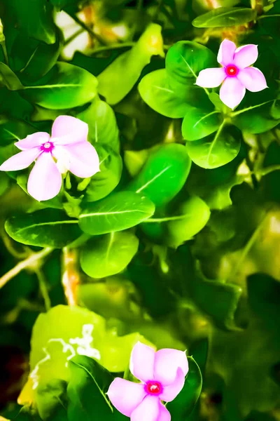 日当たりの良い花庭園からキャプチャされた花の写真 イメージ インスピレーション エキサイティングな希望に満ちた 明るい センセーショナルな静かな 穏やかな 見事な背景 スクリーン セーバーとして使用 — ストック写真