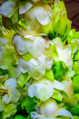 Dekoratif asma çelenk ile beyaz ve kırmızı çiçek. Noel ağacı dalları ve süsleme kavramı. Noel ve yeni yıl s tatil arka plan kopya alanı ile.