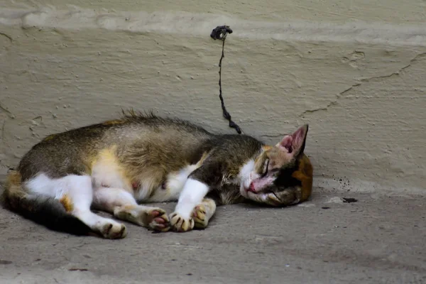 Retrato Hermoso Gato Mullido Durmiendo Relajándose — Foto de Stock