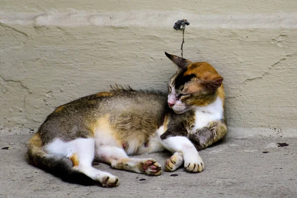 Retrato Hermoso Gato Mullido Durmiendo Relajándose — Foto de Stock