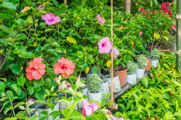 Ljusa Färgglada Blommor Växthuset Med Olika Blommor Plantskola Utomhus — Stockfoto