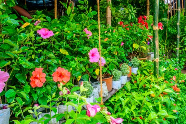 Ljusa Färgglada Blommor Växthuset Med Olika Blommor Plantskola Utomhus — Stockfoto