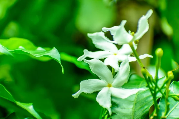 Spring Branch White Flowers Close Jasmine Flowers Garden — Stock Photo, Image