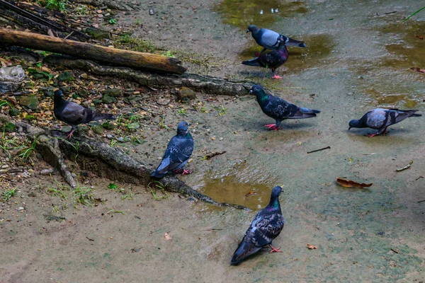 Flock Duvor Parken Sommaren Bakgrund Koncept — Stockfoto