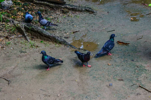 Flock Duvor Parken Sommaren Bakgrund Koncept — Stockfoto