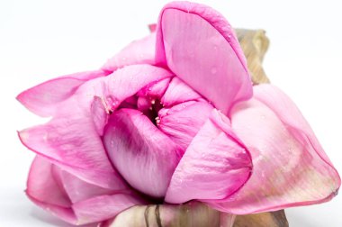 Lotus veya Lily çiçek. Spa simgesi. Beyaz izole öğe rahatlama ve dinlenme sembolü. Pembe renkli çiçek açan Nilüfer veya lotus çiçeği kapatın.