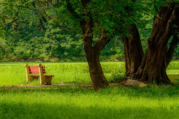 Bank Van Rode Kleur Herfst Park Enkele Houten Bankje Een — Stockfoto