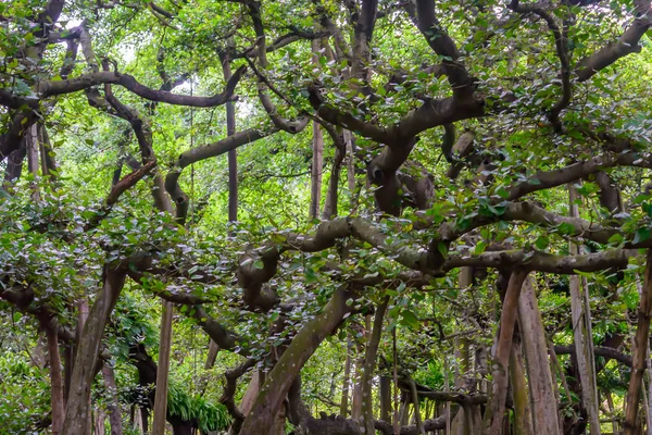 Amazing Banyan Tree canopy at misty autumn morning with sunbeams shining thru leaves.