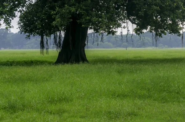 Oude Eik Weiden Een Veld Waarop Groeit Een Prachtige Hoge — Stockfoto