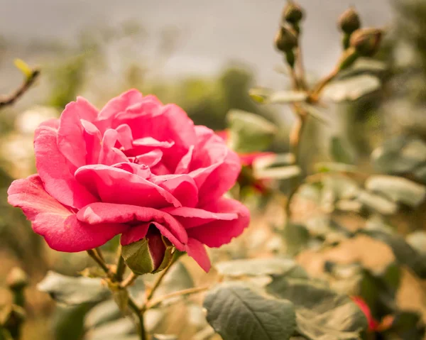 Abstract Pink Rose Flower Its Buds Leaf Background Suitable Use — Stock Photo, Image