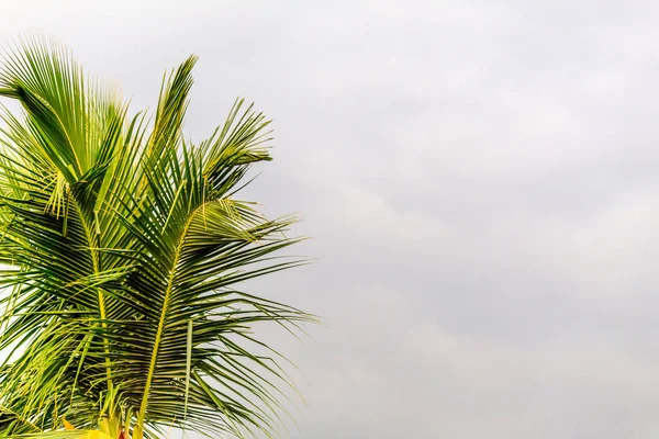 在白色背景查出的椰子树枝 图像取自热带加勒比海滩岛上的一个明亮的阳光明媚的夏日 从孟买 亚洲的垂直景观风格 — 图库照片