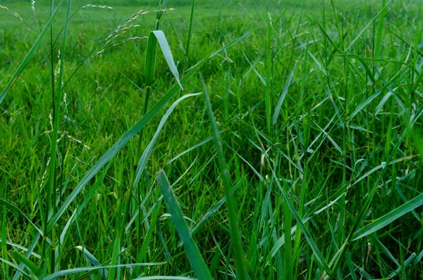 Natur Hintergrund Nahaufnahme Von Nahtlosen Bunten Frischen Grünen Grasoberfläche Einem — Stockfoto