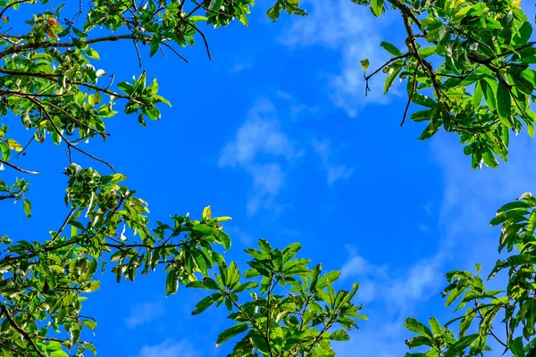 Baldacchino Alberi Alti Incornicia Cielo Azzurro Chiaro Con Sole Che — Foto Stock