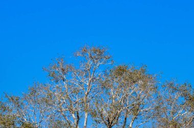 Uzun boylu ağaçlar güneş parlıyor ile masmavi bir gökyüzü, çerçeveleme gölgelik. Doğa manzara. Yaz arka plan. Dokulu duvar kağıdı, afiş, öğe. Dekoratif kenarlık kavramı.