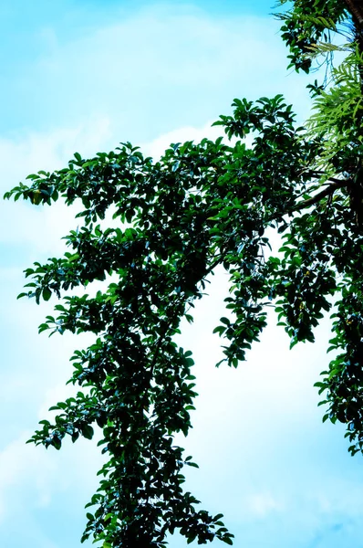 Dosel Árboles Altos Enmarcando Cielo Azul Claro Con Sol Brillando — Foto de Stock