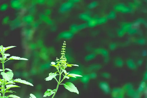 Doğa arka planda alınan Tulasi yeşil ağaç bitki (Ayrıca yazıldığından Thulasi veya mehmet). Ayurveda geleneksel tıp, bitkisel veya yeşil çay, spa sanayi veya Hindistan Asya'da pişirme amaçlı kullanılır