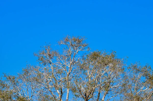 Het Bladerdak Van Bomen Het Uitstippelen Van Een Heldere Blauwe — Stockfoto