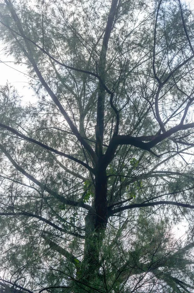 Korony Wysokich Drzew Kadrowania Błękitne Niebo Natura Krajobraz Piękne Lato — Zdjęcie stockowe