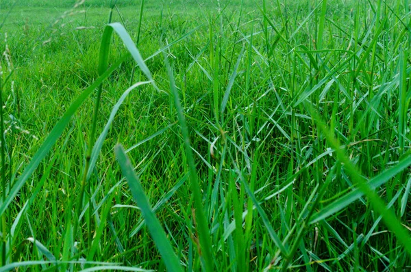 Fundo Natureza Fechar Superfície Grama Verde Fresco Colorido Sem Costura — Fotografia de Stock