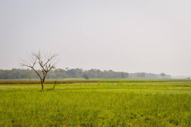Sarı renk kolza tohumu kabul çiçek görünümünü woodland Nadia, ufukta Batı Bengal, Hindistan manzara. Bilimsel adı: 