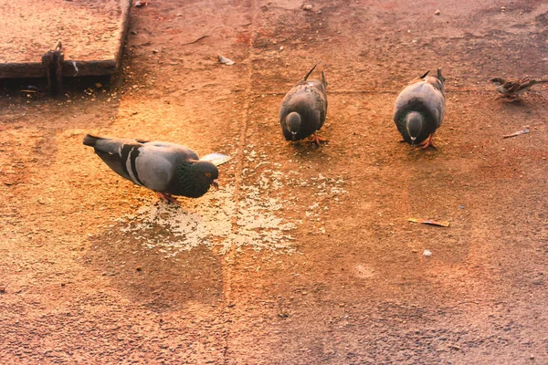 Flock Pigeons Sitting Summer Park Gray Dove Beautiful Sunny Day — Stock Photo, Image
