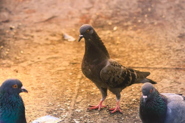 Flock Duvor Som Sitter Park Sommar Gray Dove Vacker Solig — Stockfoto