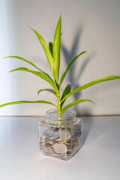 Plant growing out of coins in a glass jar. Business Money growth concept. Little green tree leaf grow on many coins in a bottle container with white backgrounds. Banking economy and finance investment