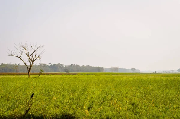 Landschaft Ansicht Der Gelben Farbe Raps Aufbringen Blumen Horizont Des — Stockfoto