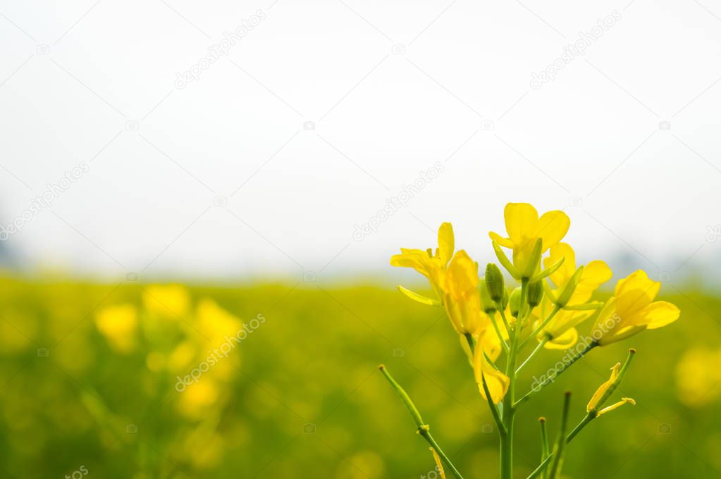 Landscape view of Yellow color rapeseed muster flowers On the horizon of woodland Nadia, West Bengal, India. Scientific name: 