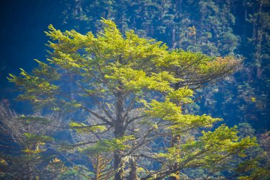 Seçici Odak: Güzel Rhododendron ağacı ve mavi orman ve tepe arka planında sarı yapraklar. Yumthang Vadisi veya Sikkim Çiçek Vadisi, Hindistan