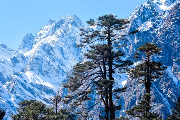 有选择的焦点 玉树谷 Yumthang Valley或Valley Flowers Sanctuary 是印度锡金北部喜马拉雅山环绕的杜鹃 Rhododendron 草场上的一种自然美 — 图库照片