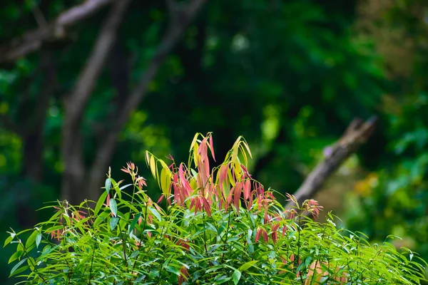 Selektiver Fokus Schöne Rosa Grüne Und Gelbe Blätter Auf Verschwommenem — Stockfoto