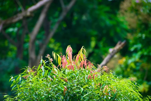 Selektiver Fokus Schöne Rosa Und Grüne Blätter Auf Verschwommenem Waldgrün — Stockfoto